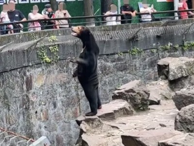 杭州动物园这只马来熊火了 太像人被质疑是人假扮的