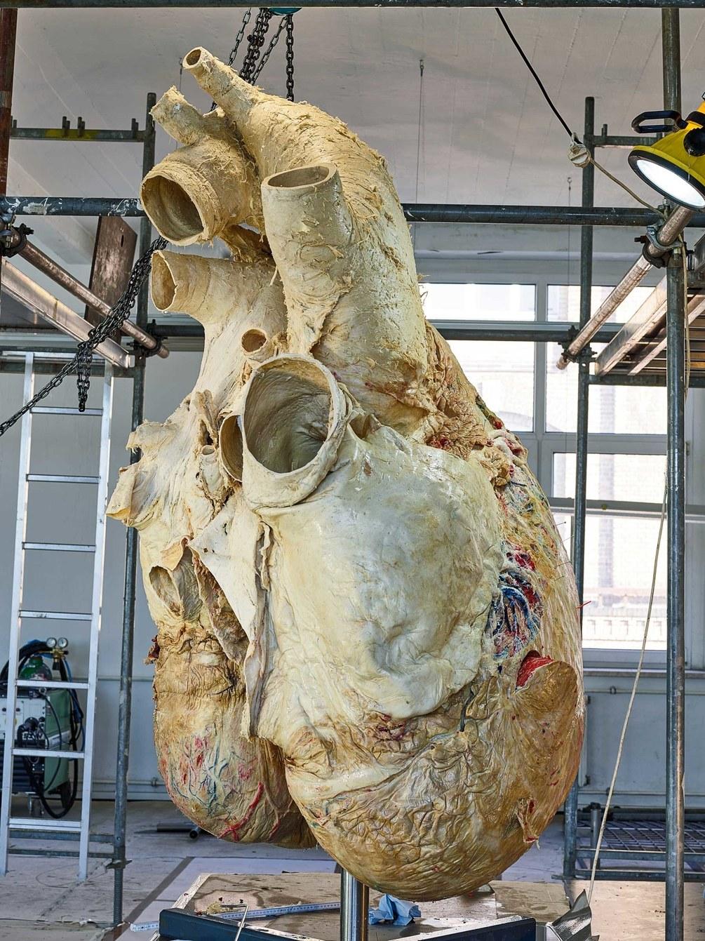 鲸鱼的心脏重达400斤 看科学家如何保存